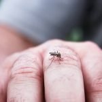 دفع حشرات موذی از منزل