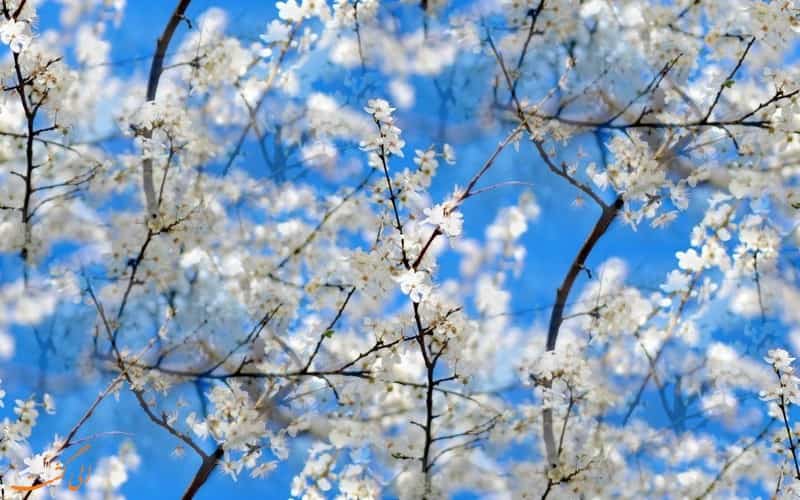 عکسهای زیبا از طبیعت بهار