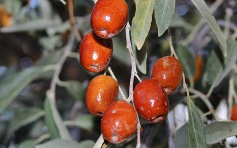 تعبیر خواب سنجد؛ معنی دیدن سنجد در خواب