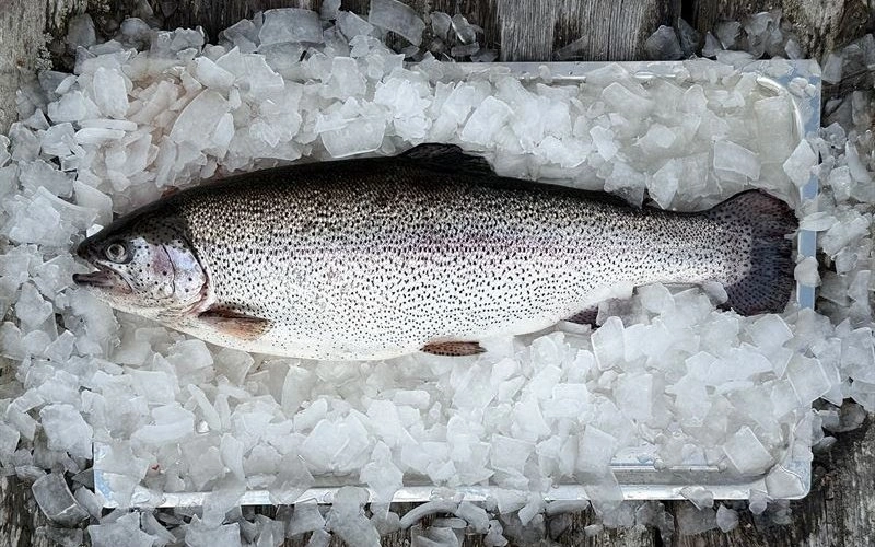 طریقه شناخت ماهی سالم از ماهی ناسالم؛ راهنمای کامل خرید ماهی تازه