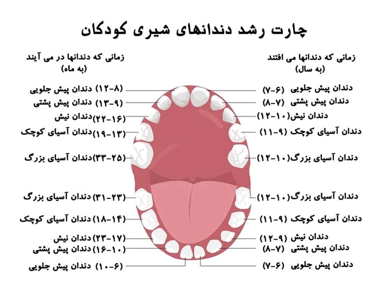 زمان رویش دندان دائمی و جلوگیری از پوسیدگی