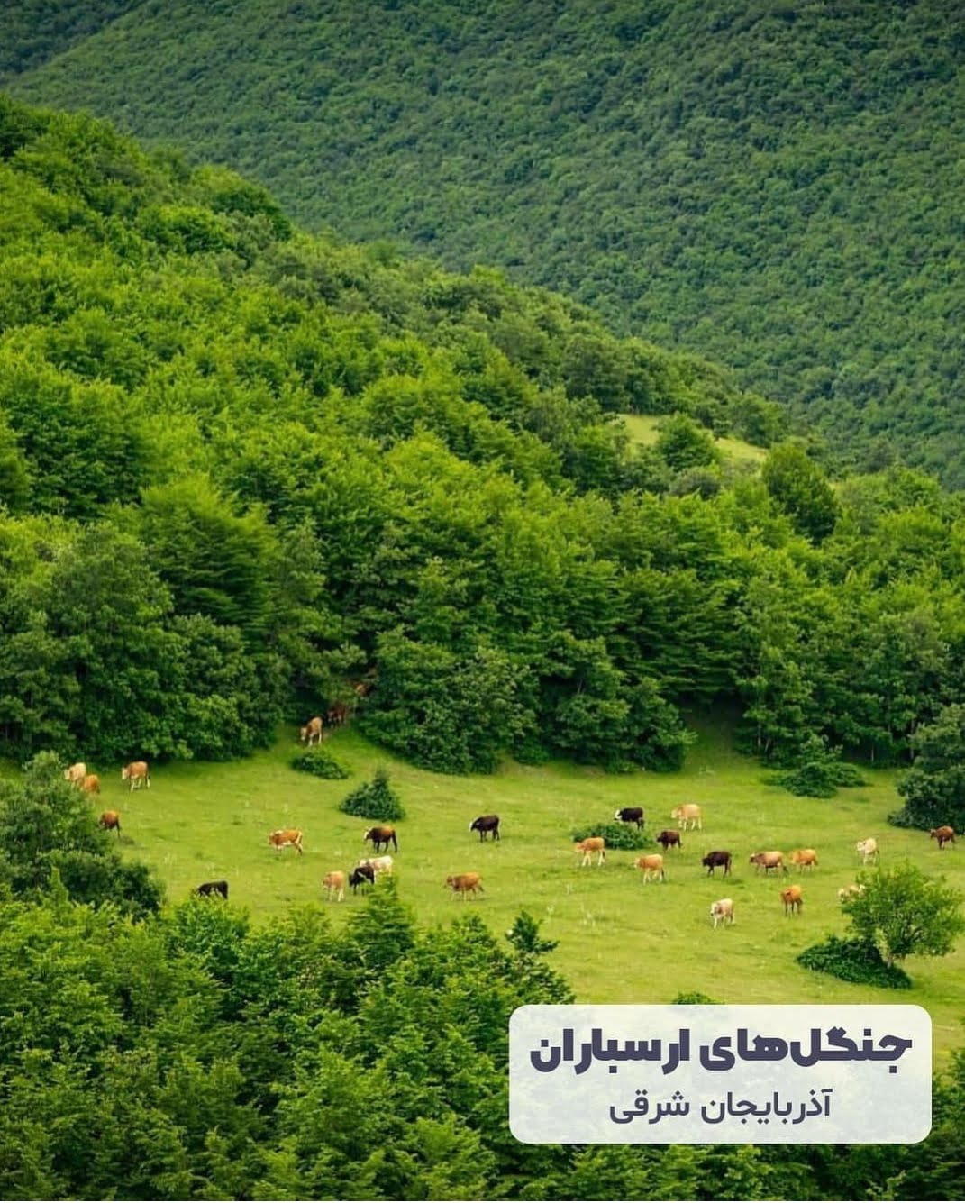 معرفی جنگل های زیبای ایران