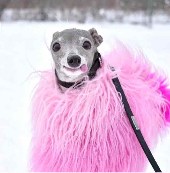 تیکا سگ خوش پوش در مراسم اسکار - سرگرمی