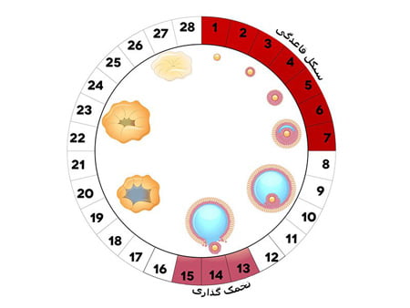 مفهوم و زمان دقیق تخمک گذاری