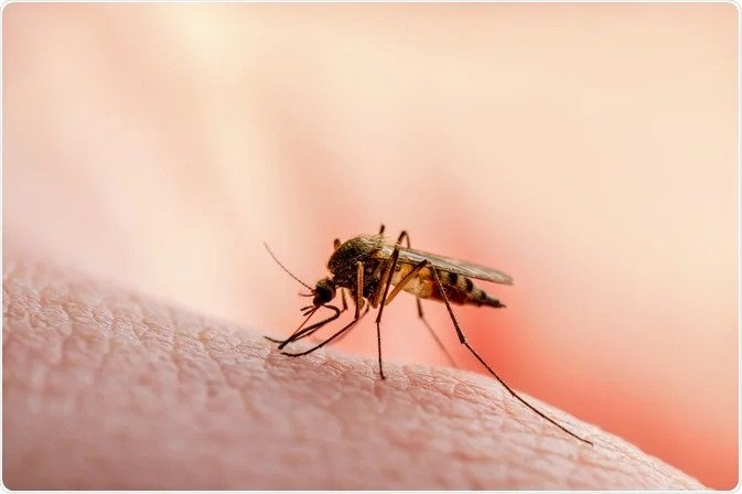 عکس حشره مالاریا