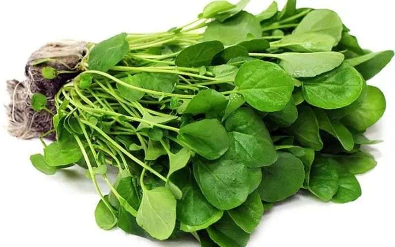 همه چیز درباره شاهی: خواص، فواید، نحوه کاشت و مصرف همه چیز درباره شاهی: خواص، فواید، نحوه کاشت و مصرف