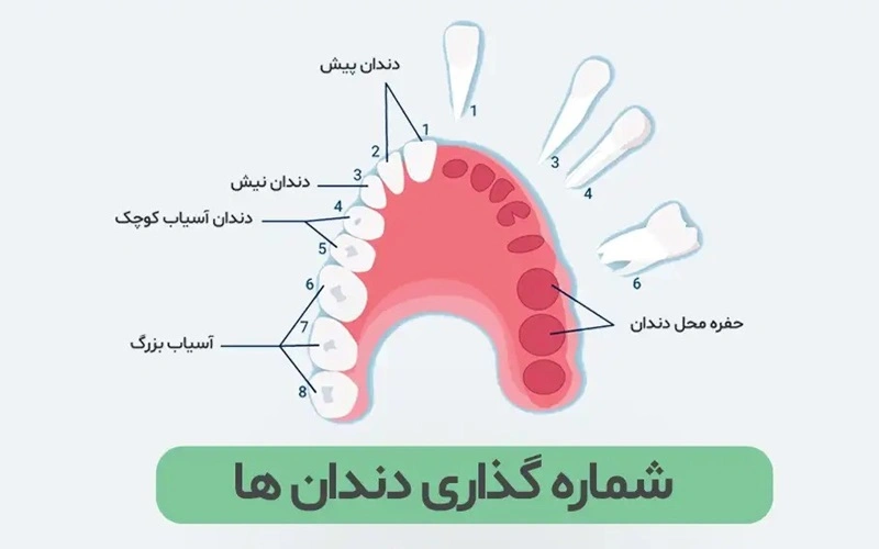 همه چیز درباره شماره دندانها: از سیستمهای نامگذاری تا اهمیت آن در دندانپزشکی همه چیز درباره شماره دندانها: از سیستمهای نامگذاری تا اهمیت آن در دندانپزشکی