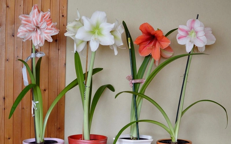 گل نسرین: راهنمای کامل نگهداری، انواع و کاشت در خانه گل نسرین: راهنمای کامل نگهداری، انواع و کاشت در خانه