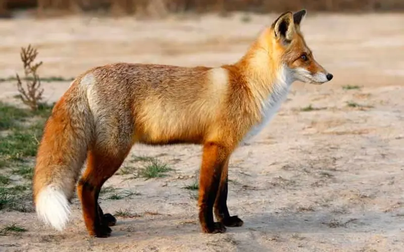 همه چیز درباره روباهها: از گونهها تا زندگی مرموزشان همه چیز درباره روباهها: از گونهها تا زندگی مرموزشان