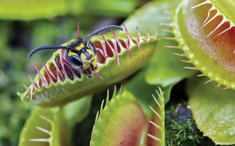 گیاه موش خوار: راهنمای جامع نگهداری، انواع و شکار حشرات گیاه موش خوار: راهنمای جامع نگهداری، انواع و شکار حشرات