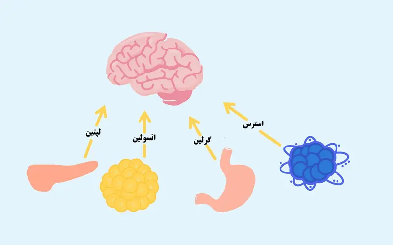 هورمون سیری: چگونه اشتهای خود را کنترل کنیم و وزن کم کنیم؟ هورمون سیری: چگونه اشتهای خود را کنترل کنیم و وزن کم کنیم؟