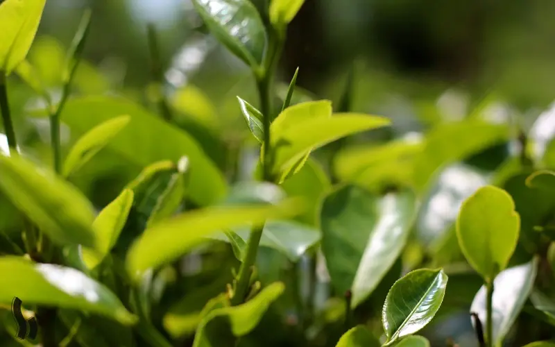 چای: از تاریخچه تا خواص شگفتانگیز و روشهای دمآوری چای: از تاریخچه تا خواص شگفتانگیز و روشهای دمآوری