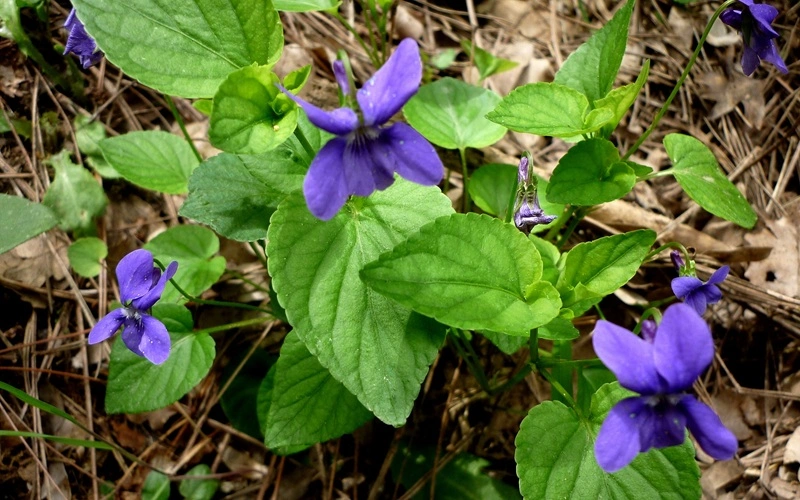 خواص بنفشه وحشی؛ معجزه‌ای برای سرفه و جوانی پوست