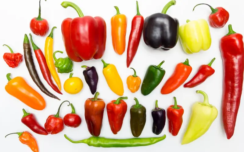 سیر تا پیاز انواع فلفل؛ راهنمای کامل شناسایی، خواص و کاربردها